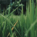 Watered grass