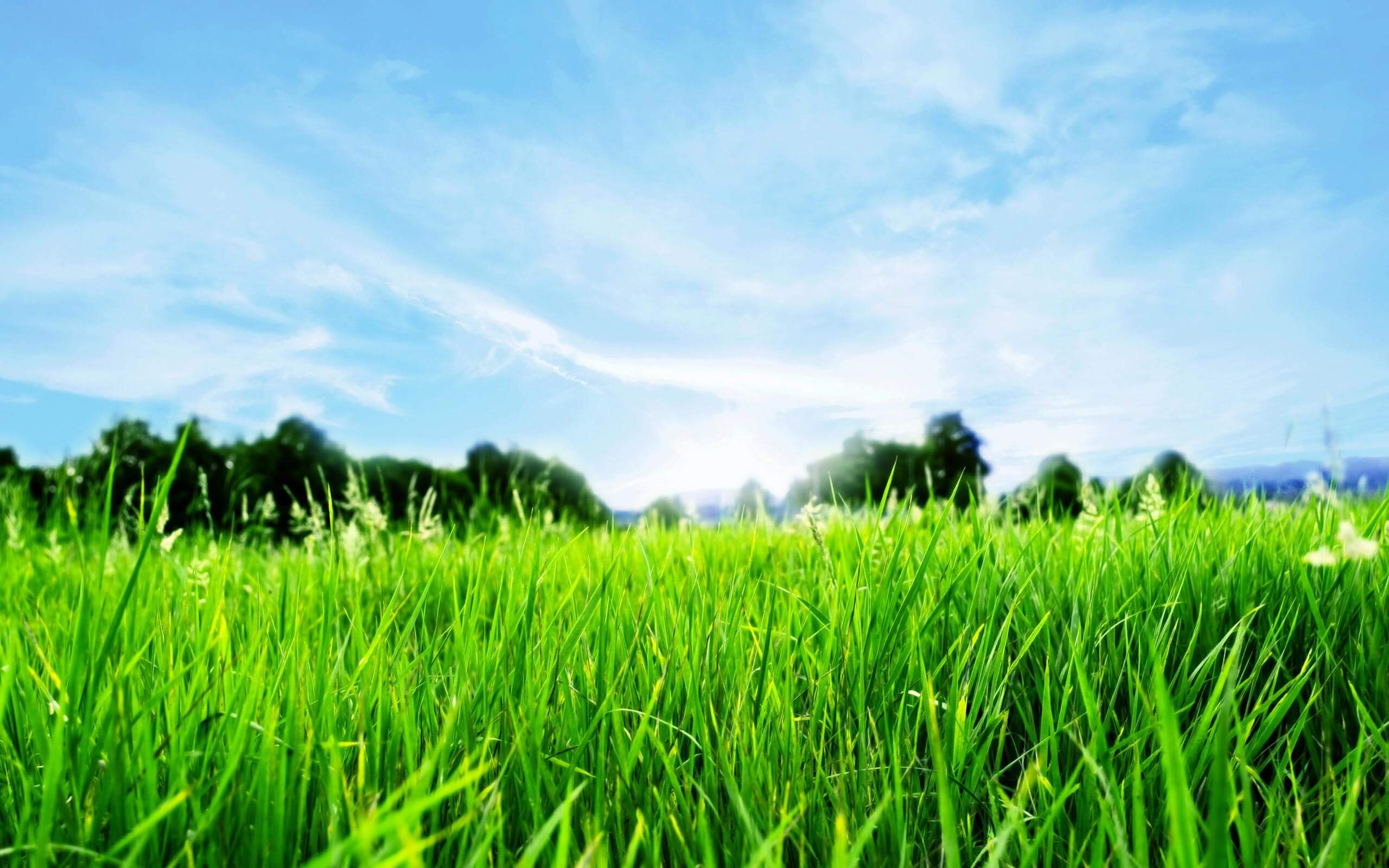 Greener Living lawn care blog